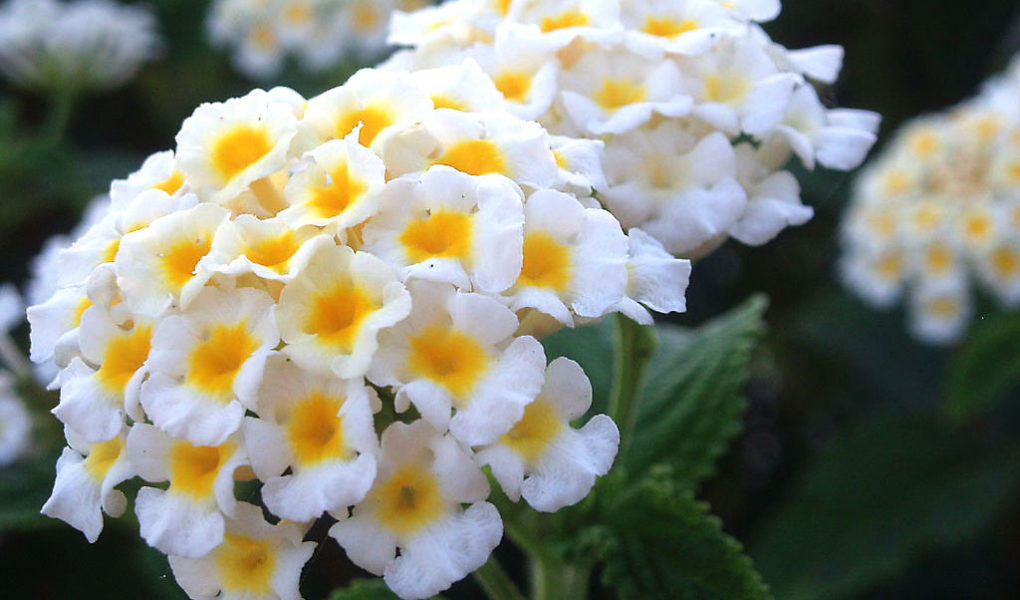 White Lantana Flowers from the Yucatan