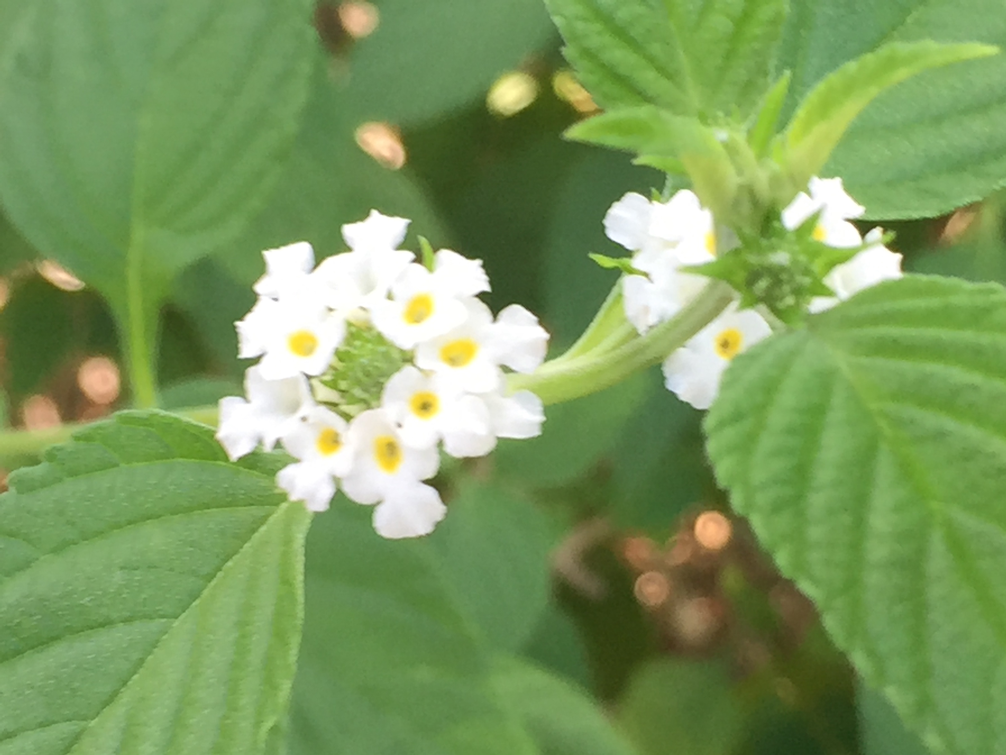 White Lantana in Yucatán. Small white flowers with yellow centre and big green leafs