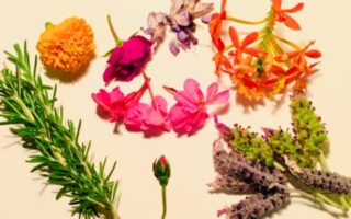 floral raw material ingredients for perfumery. Rosemary, Marigold, Rose, orchids, lavender
